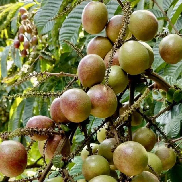 Poho Matoa Ciri, Cara Budidaya, Keunggulan, dan Manfaat