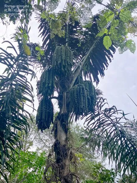 Pohon Aren Manfaat, Cara Budidaya, Harga Bibit, dan Peluang Bisnis Menguntungkan