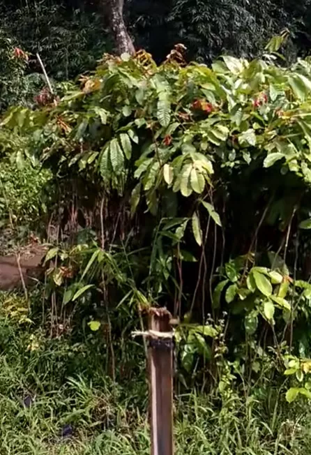 Supplier Jual Bibit Matoa