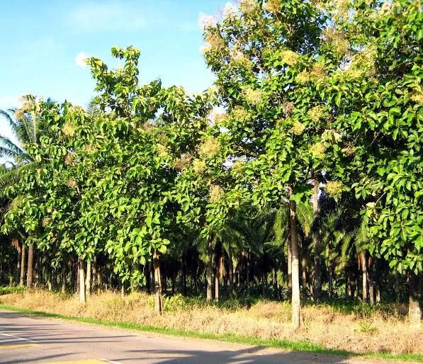 Cara Budidaya Pohon Jati agar Cepat Tumbuh dan Berkualitas