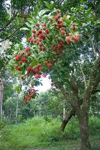 Cara Menanam Merawat Pohon Rambutan yang Benar untuk Pemula