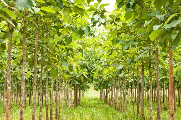 Cara Menanam Pohon Jati yang Benar untuk Pemula