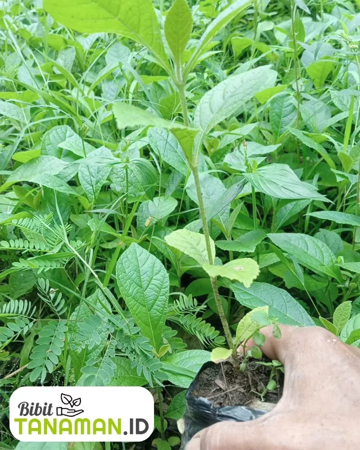 Daftar Harga Bibit Jati Terbaru