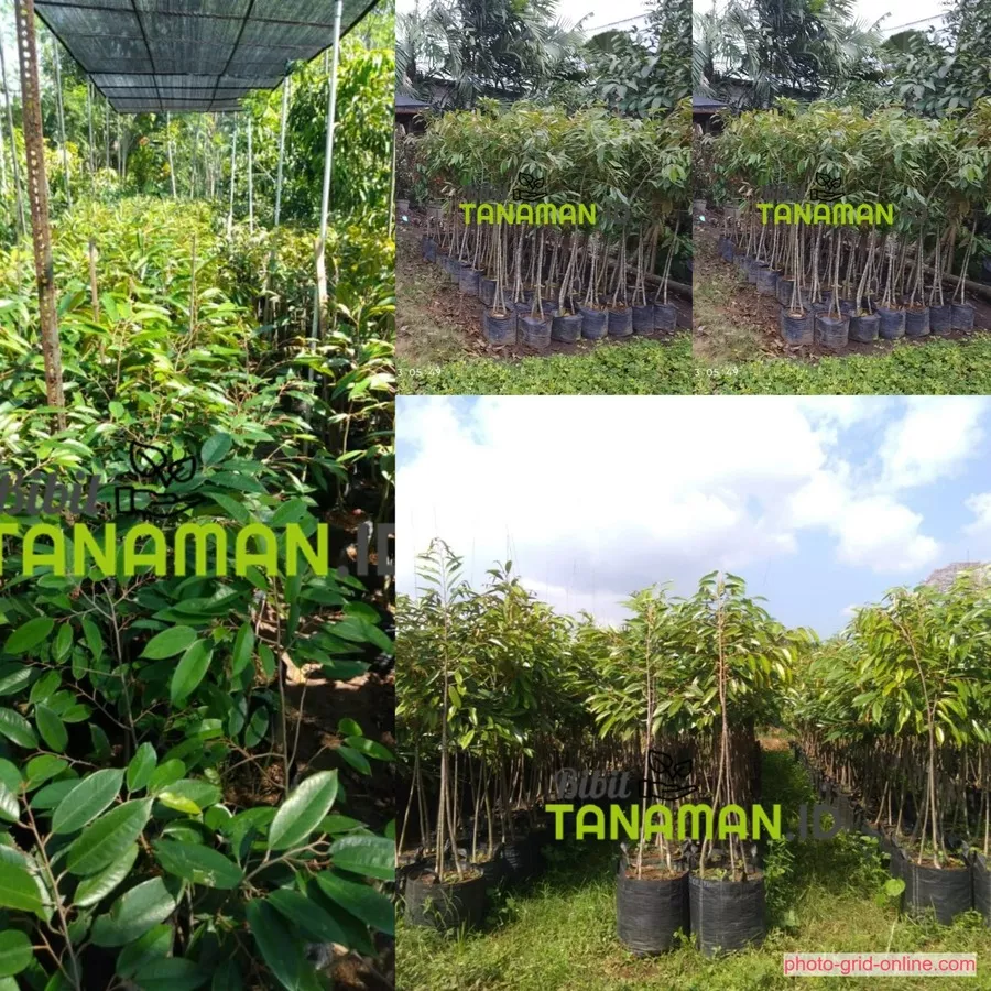 Harga Jual Bibit Durian Kediri Terbaru