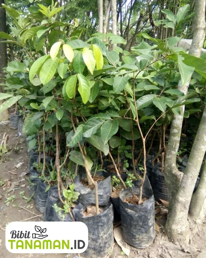 Jenis-Jenis Bibit Rambutan Populer di Indonesia