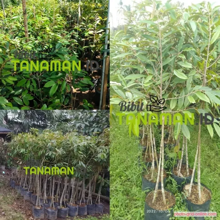Jual Bibit Durian Kediri Terbaik Stok Lengkap, Siap Kirim ke Seluruh Indonesia!