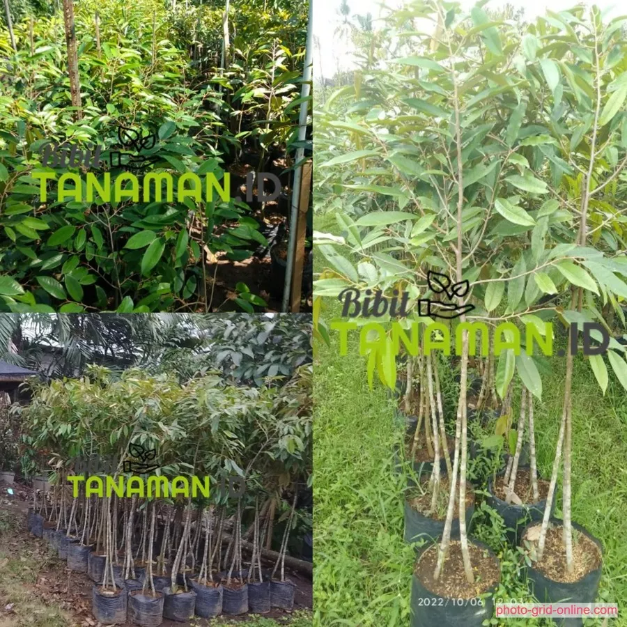 Jual Bibit Durian Kediri Terbaik Stok Lengkap, Siap Kirim ke Seluruh Indonesia!