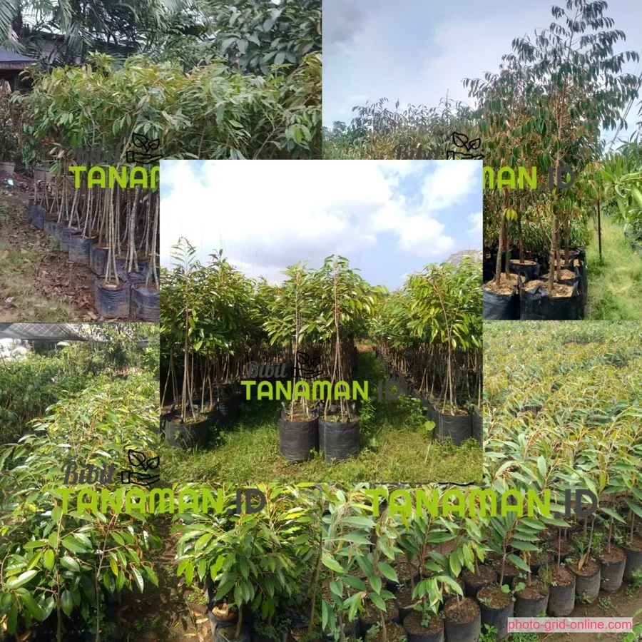 Jual Bibit Durian Kediri Terpercaya