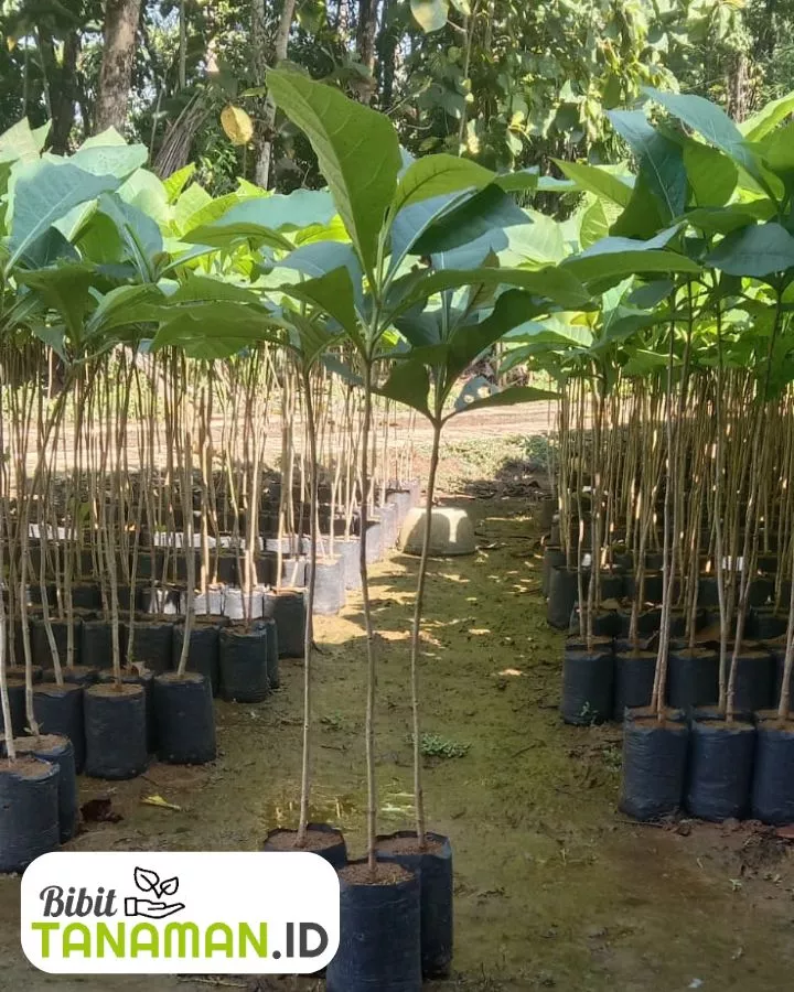 Jual Bibit Jati Terdekat Terpercaya
