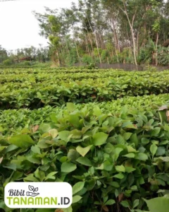 Jual Bibit Jati Unggul Harga Terbaik, Siap Tanam dan Berkualitas