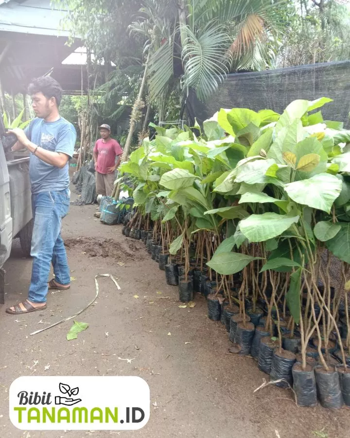 Jual Bibit Jati Unggul Harga Terbaik & Siap Tanam
