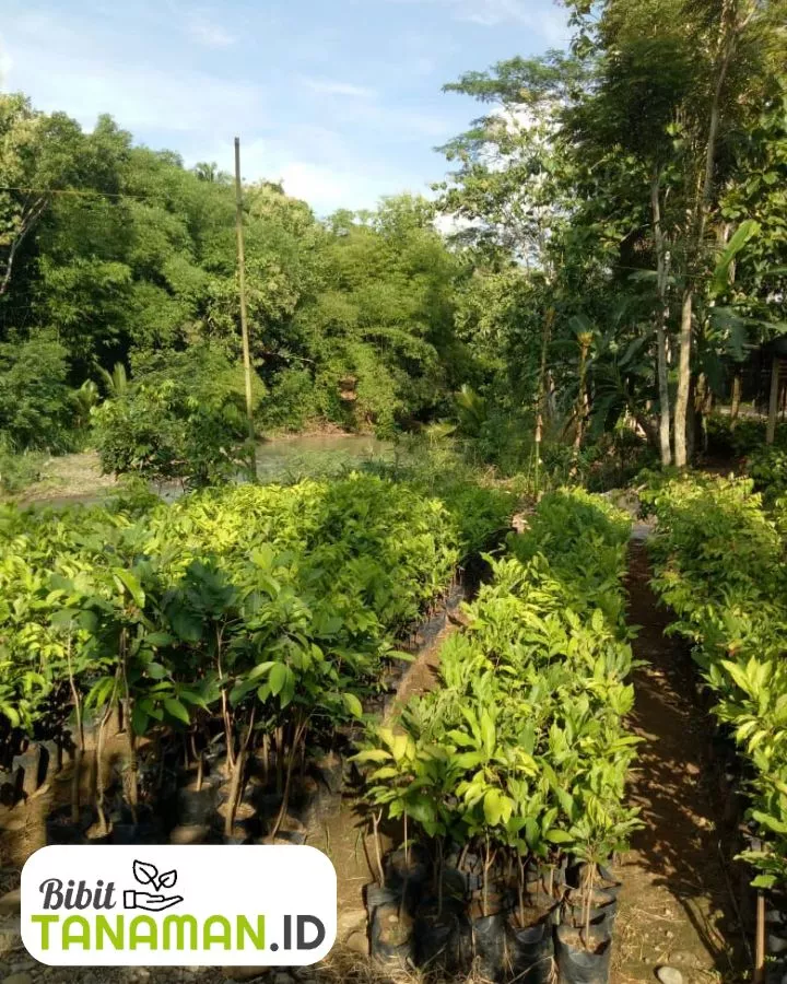 Jual Bibit Rambutan Online Terpercaya Bibit Unggul, Harga Grosir Langsung dari Supplier