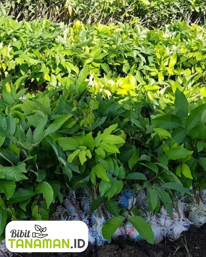 Keunggulan Bibit Rambutan Unggul yang Kami Jual