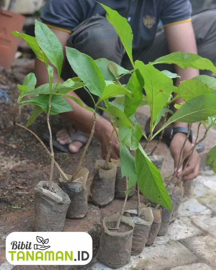 Keunggulan Jual Bibit Jati di Tempat Kami