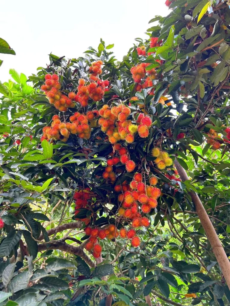 Manfaat dan Keunggulan Menanam Pohon Rambutan