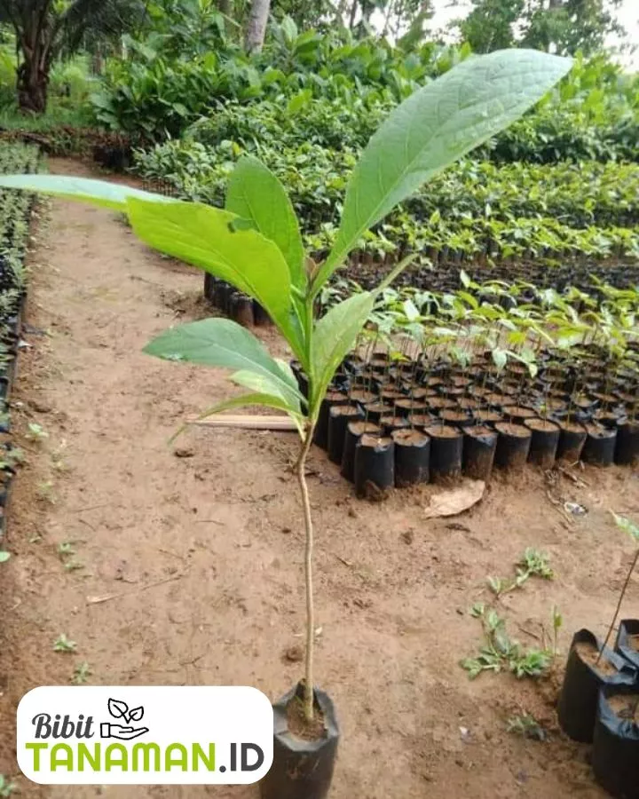 Mengapa Memilih Bibit Jati Unggul untuk Investasi Jangka Panjang