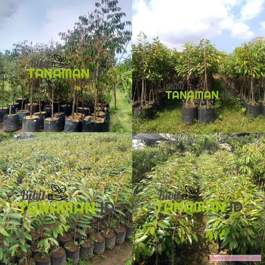 Mengapa Memilih Jual Bibit Durian Kediri dari Kami