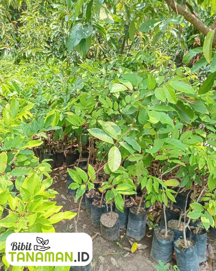 Mengapa Memilih Jual Bibit Rambutan Online Terpercaya Dari Kami