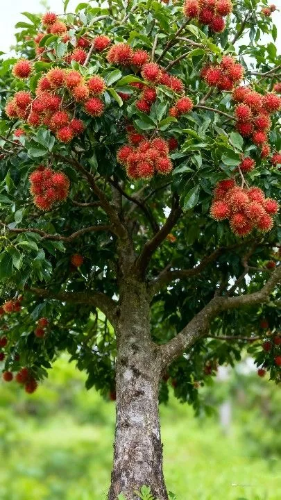 Mengenal Pohon Rambutan dan Karakteristiknya