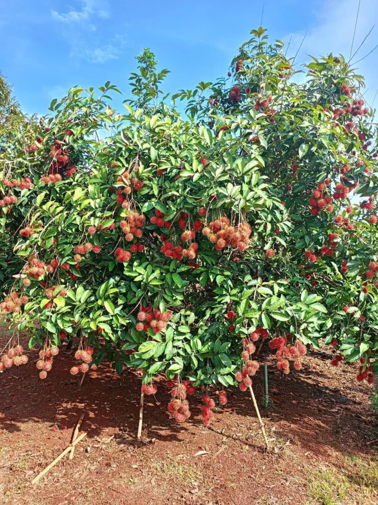Peluang Bisnis dan Budidaya Pohon Rambutan