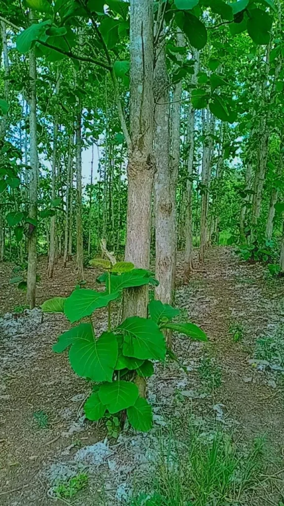 Peluang Bisnis dan Investasi Pohon Jati