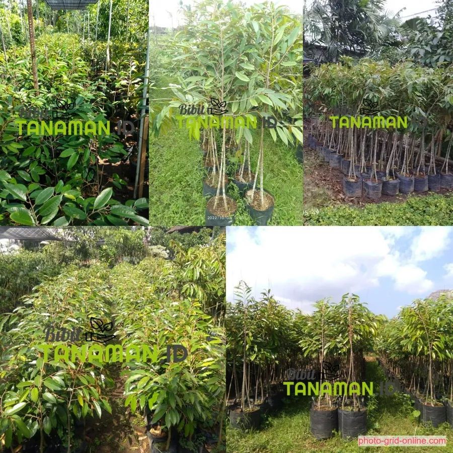 Pesan Produk Jual Bibit Durian Kediri Sekarang!