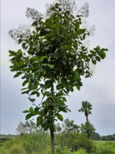 Pohon Jati Ciri, Manfaat, Cara Menanam, dan Peluang Bisnis Menguntungkan