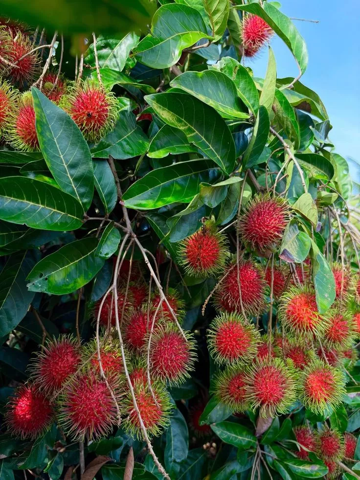 Tips Agar Pohon Rambutan Cepat Berbuah Lebat