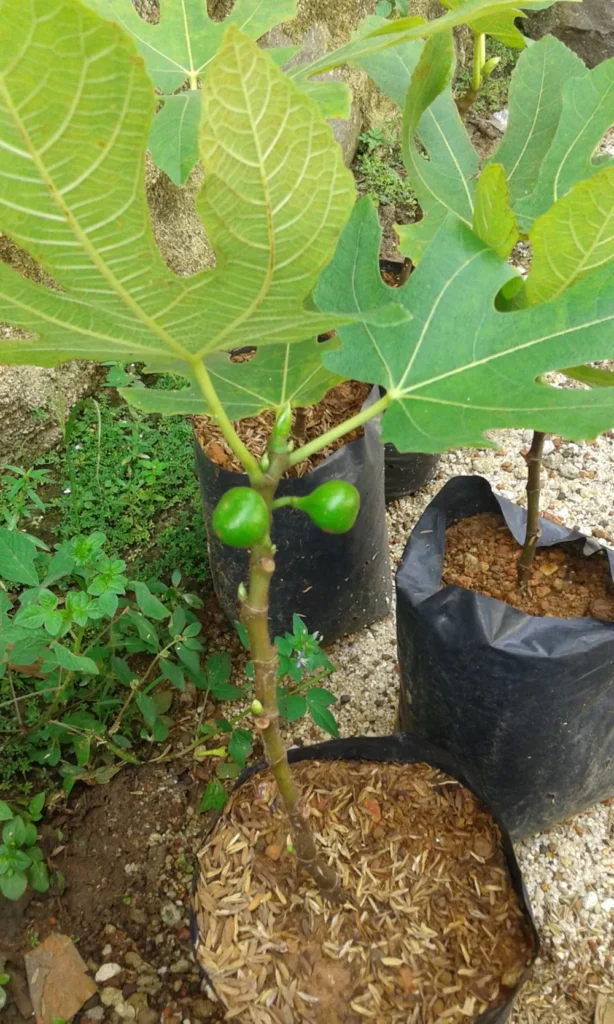 Faktor yang Mempengaruhi Harga Jual Bibit Buah Tin