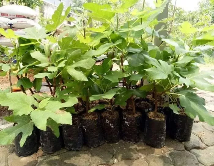 Harga Jual Bibit Buah Tin Terbaru