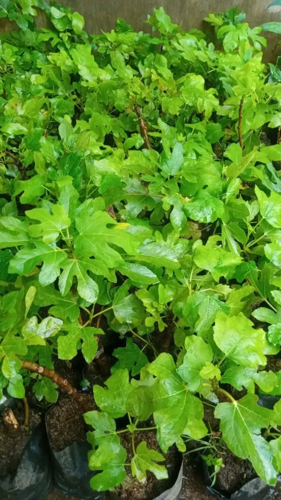 Jual Bibit Buah Tin Berkualitas Unggul