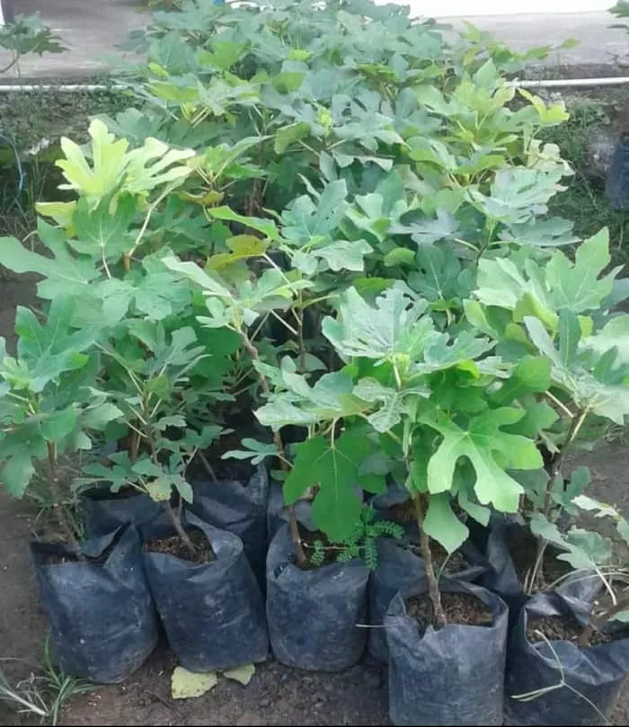 Jual Bibit Buah Tin Berkualitas Unggul, Cepat Berbuah & Harga Terjangkau