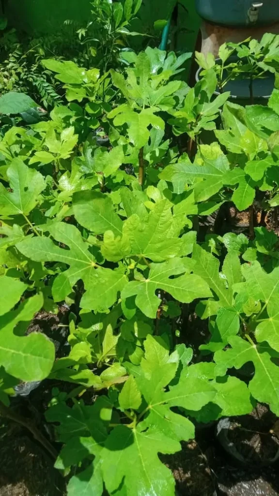 Jual Bibit Buah Tin Unggul Harga Terbaik