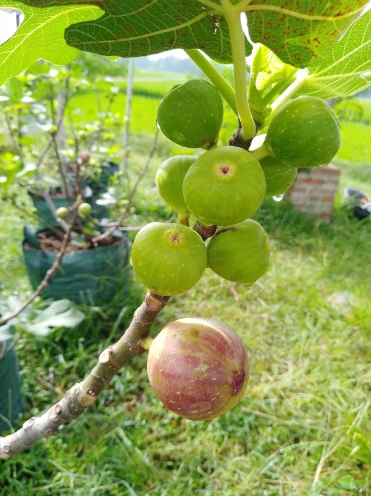 Peluang Bisnis dan Budidaya Buah Tin