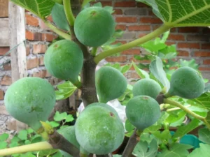 Pohon Buah Tin Manfaat, Cara Budidaya, Jenis Unggulan, dan Peluang Bisnisnya