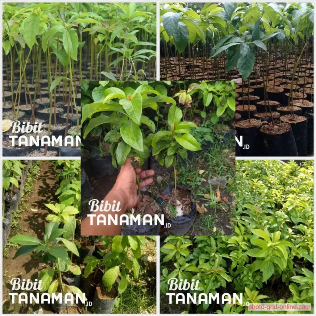 Jenis Bibit Alpukat Populer di Indonesia yang Kami Jual