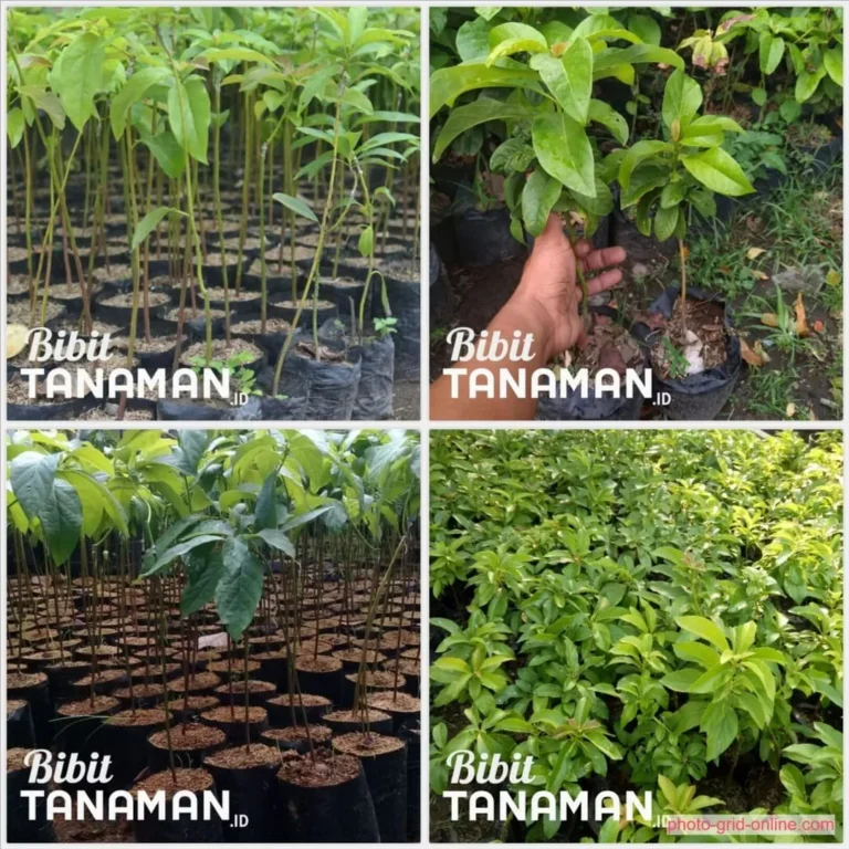 Jual Bibit Alpukat Harga Terbaik, Bibit Asli, Sehat, dan Siap Kirim