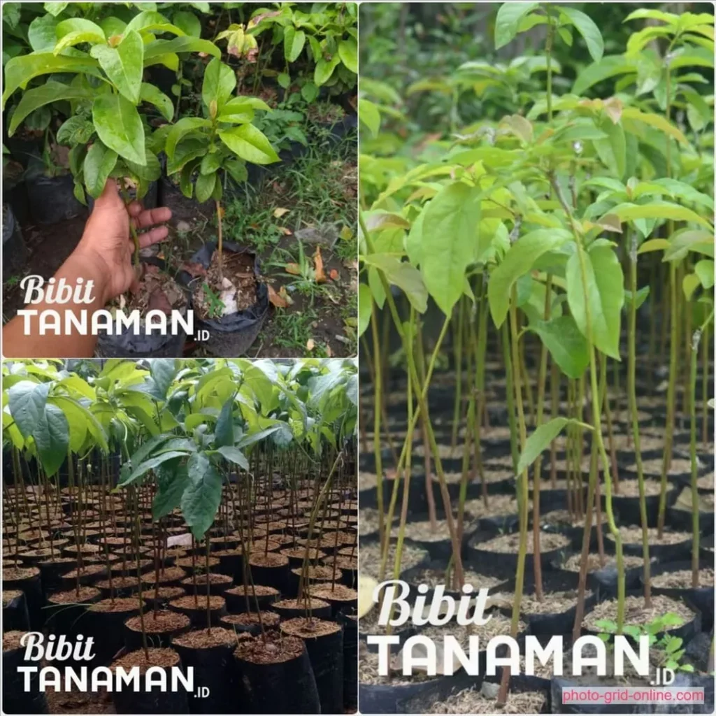 Keunggulan Bibit Alpukat yang Kami Jual