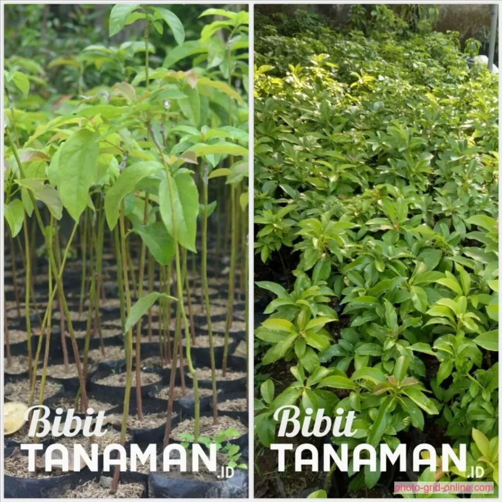 Mengapa Memilih Jual Bibit Alpukat dari Penangkar Terpercaya