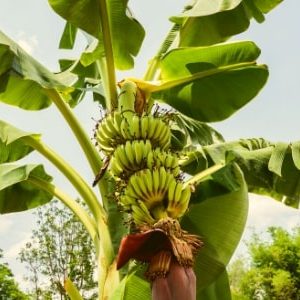 Desain tanpa judul (15) (2) jual bibit pisang