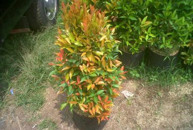 Pucuk Merah 2 Pucuk Merah 2