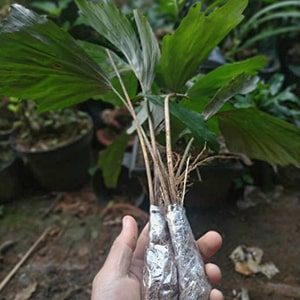 bibit pohon aren kecil-min bibit pohon aren kecil-min
