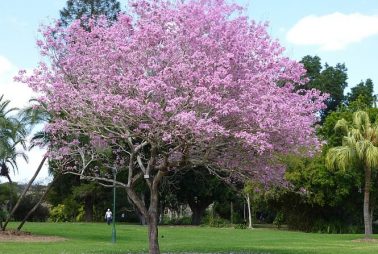 tabebuia-rosea tabebuia-rosea