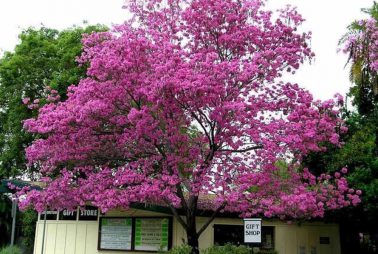tabebuya pink tabebuya pink