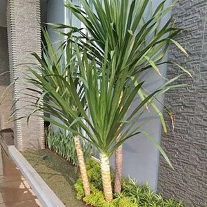 tanaman pandan bali kotak-min tanaman pandan bali kotak-min